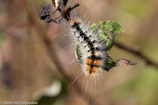 Image of Impressed Dagger Moth