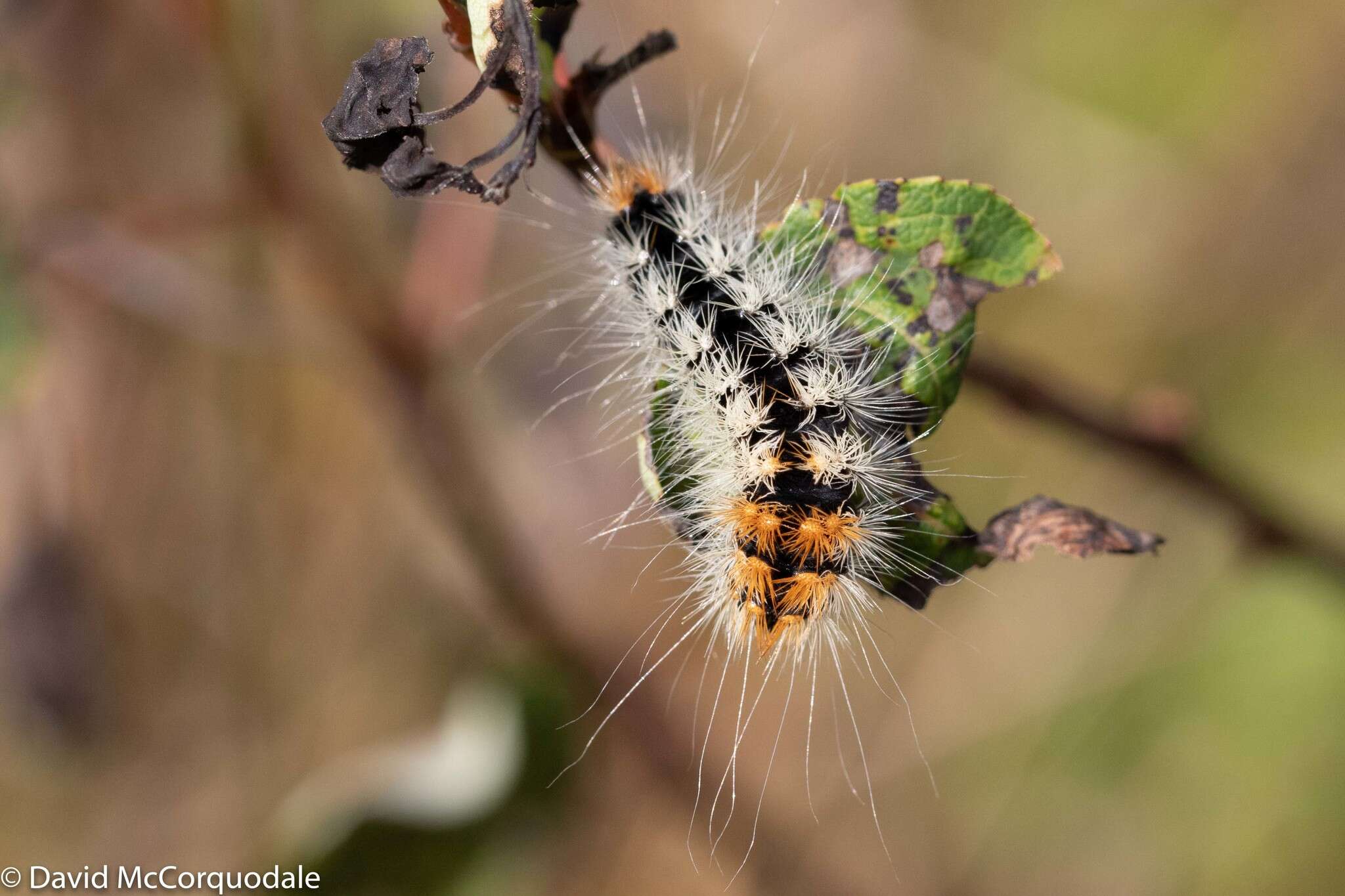 Image of Impressed Dagger Moth