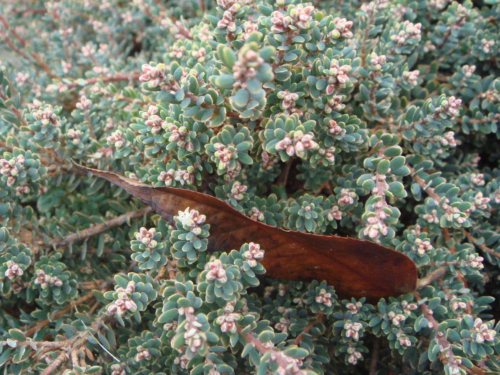 Image of Acrothamnus colensoi (Hook. fil.) Quinn
