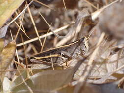 Image of Canarian Pincer Grasshopper