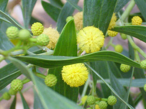 Image of orange wattle