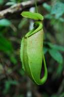 Image of Nepenthes surigaoensis Elmer