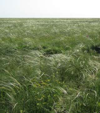 Image de Stipa rubens P. A. Smirn.