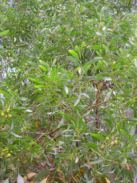 Image of orange wattle