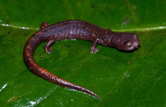 Image of Pandi Mushroomtongue Salamander