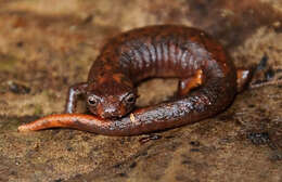 Image of Pandi Mushroomtongue Salamander