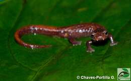 Image of Pandi Mushroomtongue Salamander