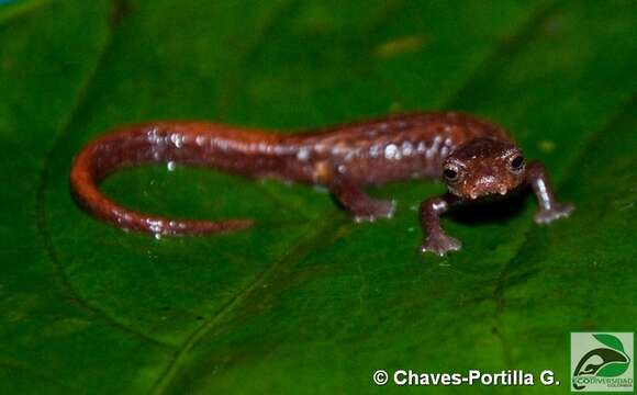 Image of Pandi Mushroomtongue Salamander