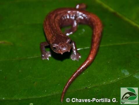 Imagem de Bolitoglossa pandi Brame & Wake 1963