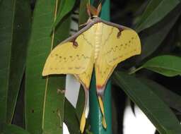 Imagem de Actias sinensis (Walker 1855)