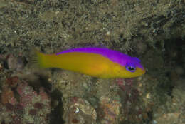 Image de Pictichromis diadema (Lubbock & Randall 1978)