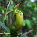 Слика од Nepenthes bellii K. Kondo