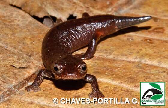 Image of Pandi Mushroomtongue Salamander