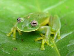 Image of Buckley's giant glass frog