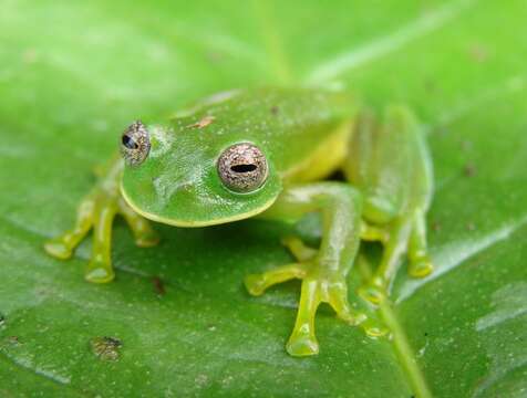 Image of Buckley's giant glass frog