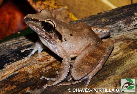 Image de Craugastor raniformis (Boulenger 1896)