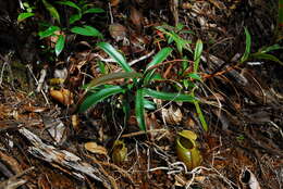 Слика од Nepenthes bellii K. Kondo