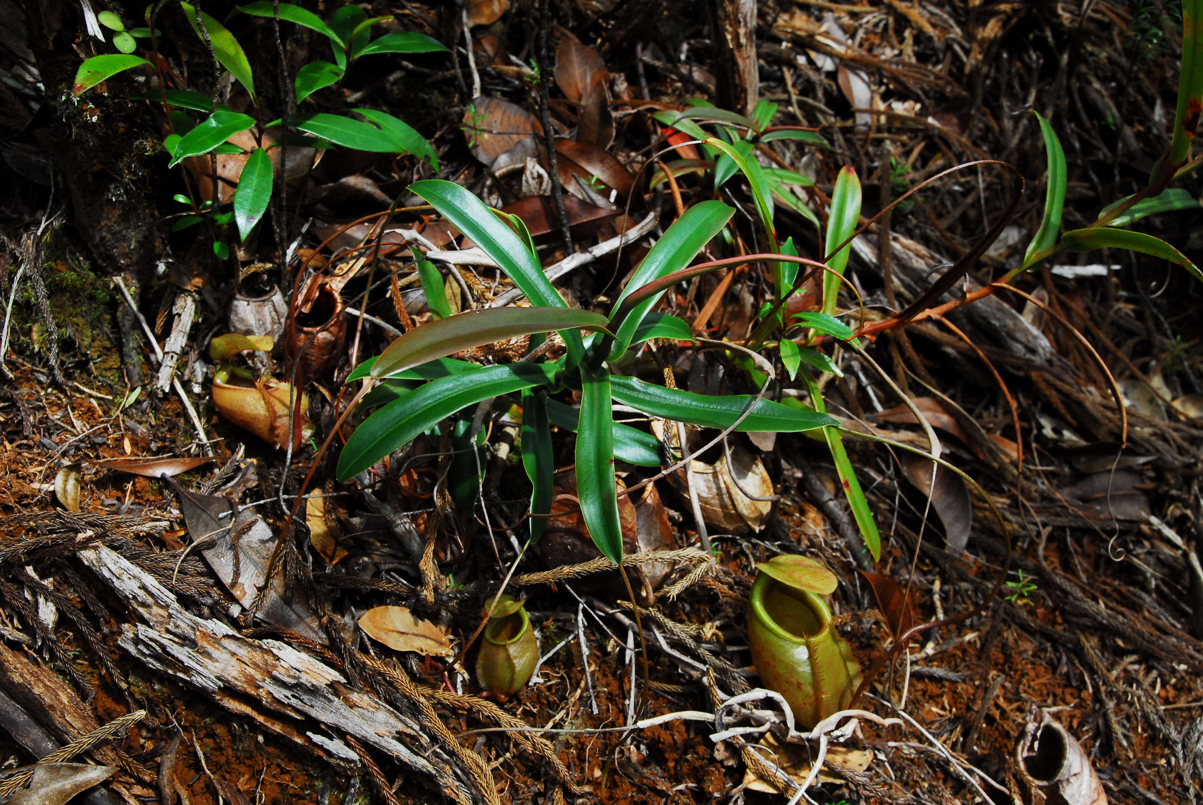 Слика од Nepenthes bellii K. Kondo