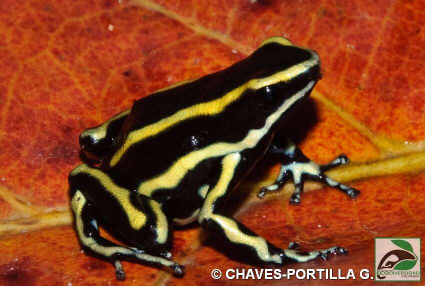 Image of Yellow-striped Poison Frog