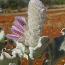 Image of Ptilotus rotundifolius (F. Müll.) F. Müll.