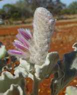 Image of Ptilotus rotundifolius (F. Müll.) F. Müll.