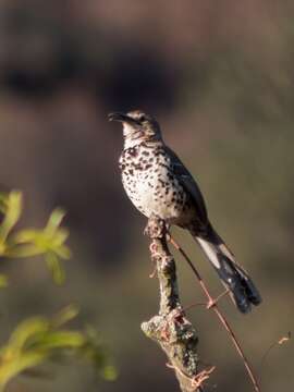 Imagem de Toxostoma ocellatum (Sclater & PL 1862)