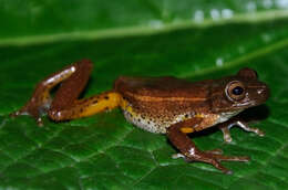 Imagem de Dendropsophus padreluna (Kaplan & Ruiz-Carranza 1997)