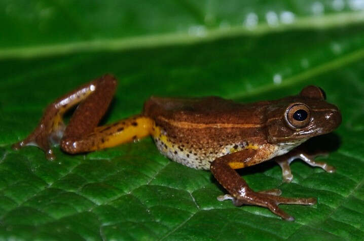 Image of Dendropsophus padreluna (Kaplan & Ruiz-Carranza 1997)