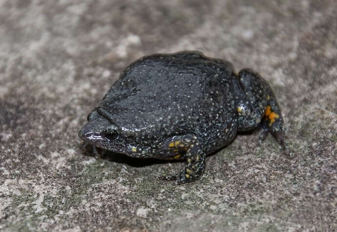 Image of Sapito Apuntado Bicolor