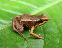 Image of Bogota Rocket Frog