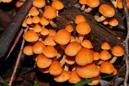 Image of Hypholoma fasciculare var. armeniacum (Y. S. Chang & A. K. Mills) Y. S. Chang, A. K. Mills, G. M. Gates & Ratkowsky