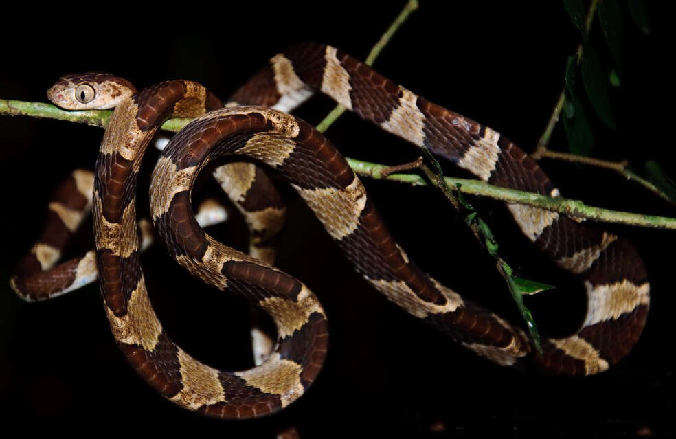 Image of Blunthead Tree Snake