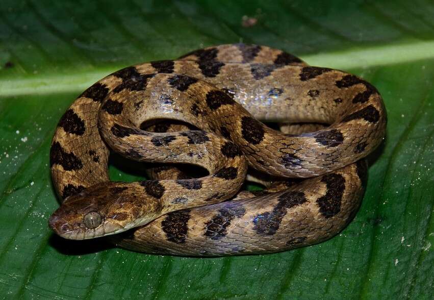 Image of Banded Cat-eyed Snake