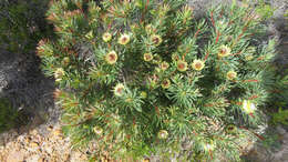 Plancia ëd Protea scolymocephala (L.) Reich.