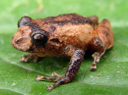 Image of Bogota Robber Frog