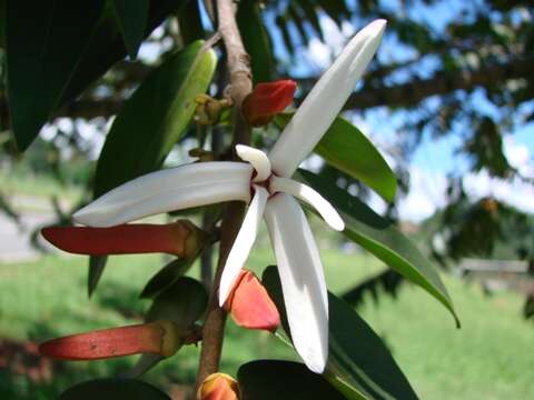 Image of Xylopia aromatica (Lam.) Mart.