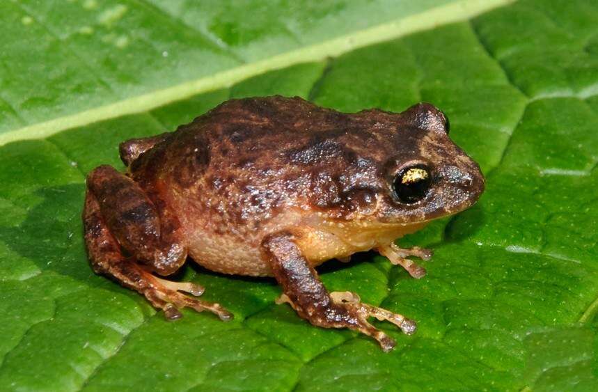 Image of Bogota Robber Frog