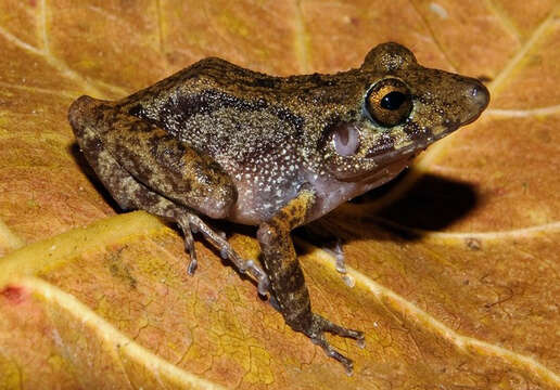 صورة Pristimantis gaigei (Dunn 1931)