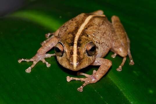 Image of Pristimantis medemi (Lynch 1994)