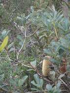 Image of Banksia paludosa R. Br.