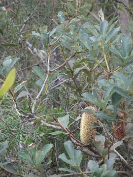 Image of Banksia paludosa R. Br.