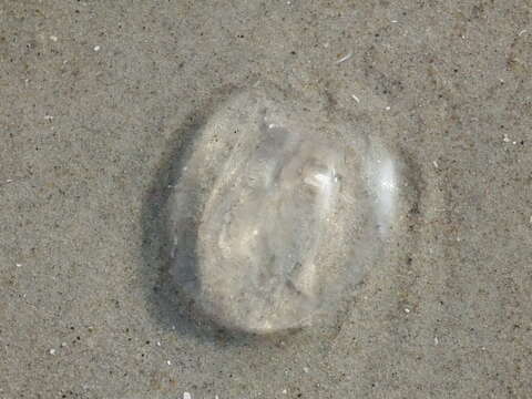 Image of Sea gooseberry