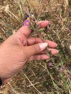 Plancia ëd Clarkia davyi (Jepson) H. & M. Lewis