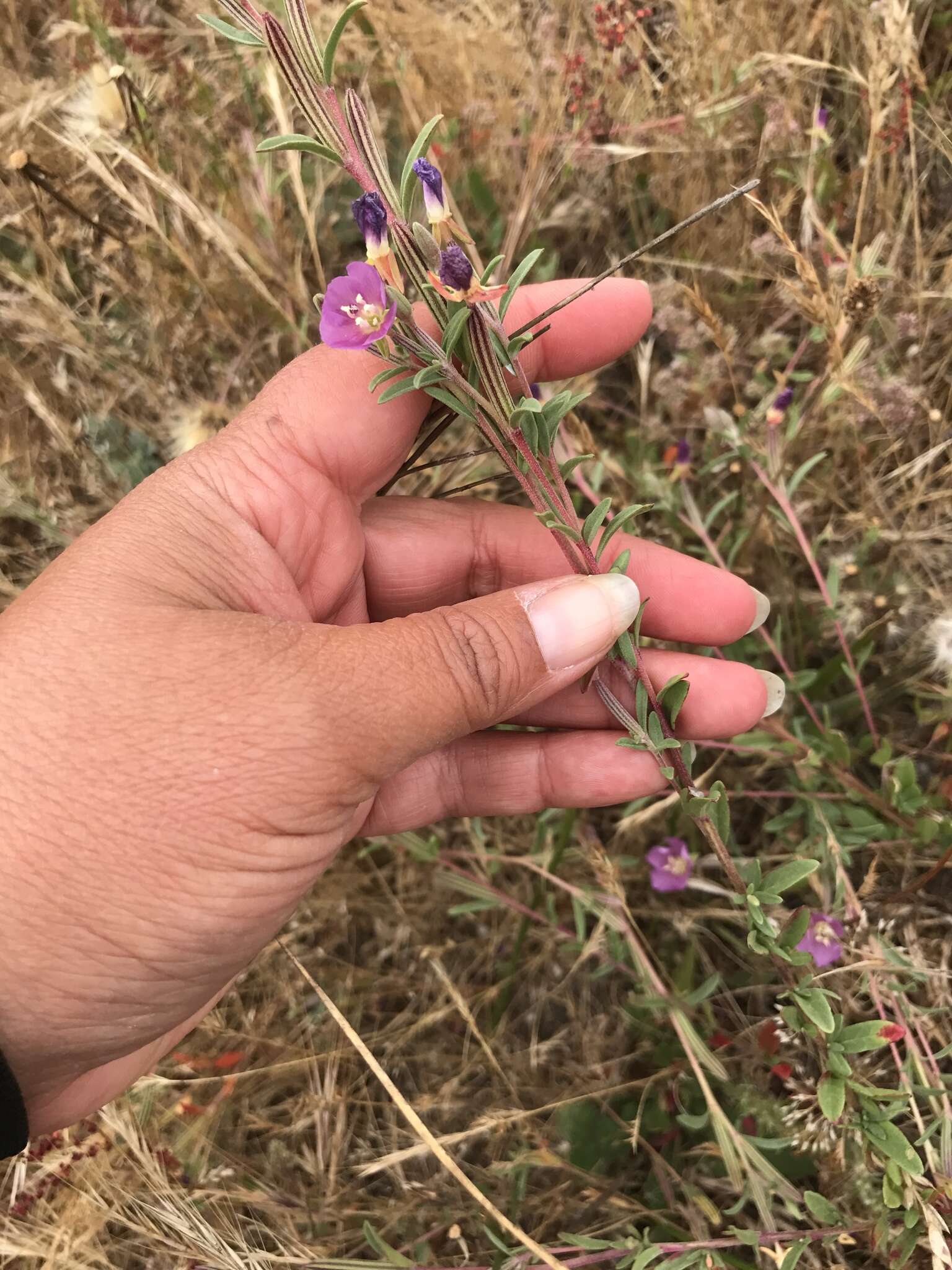 Image of Davy's clarkia