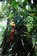 Image of Nepenthes petiolata Danser