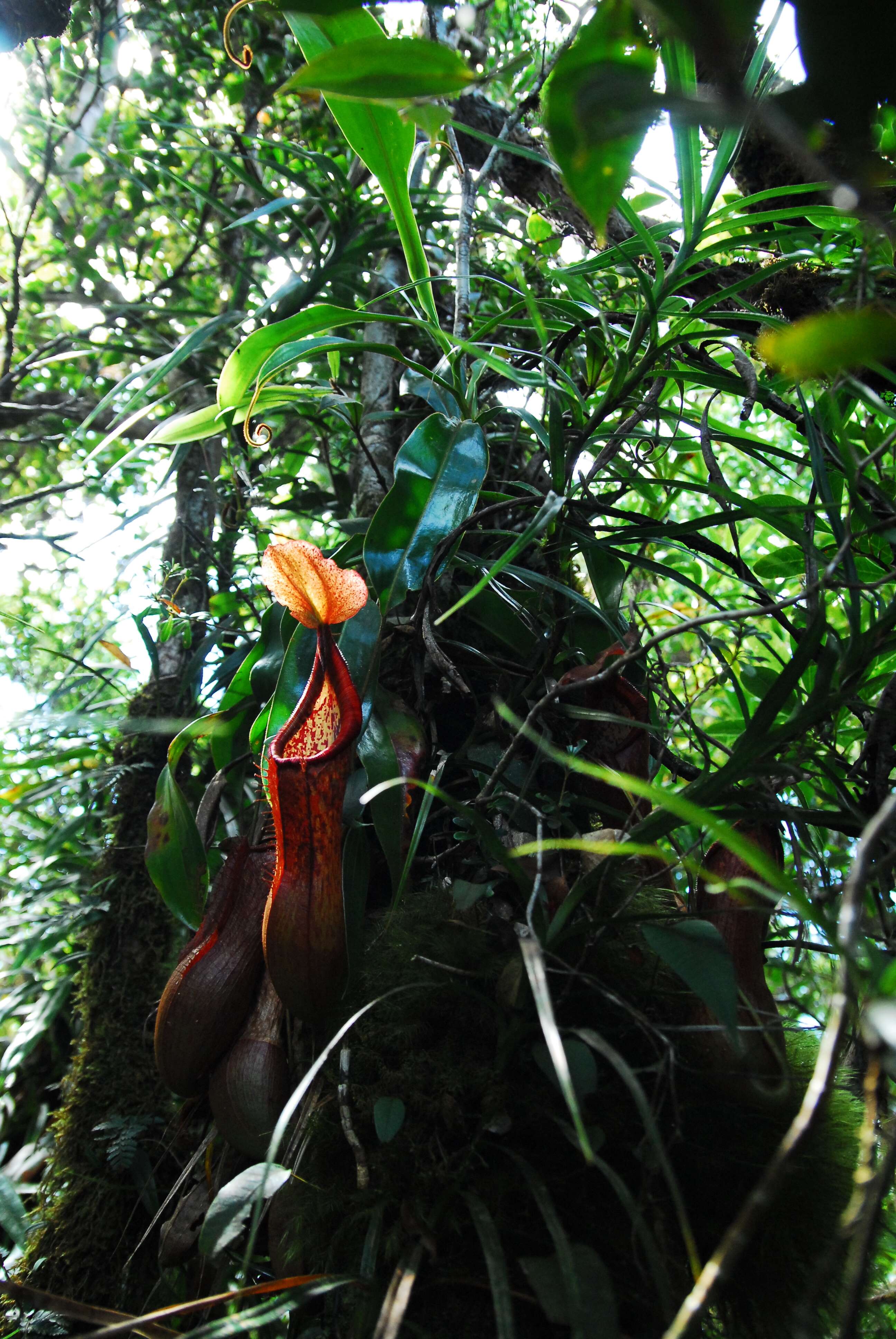 Слика од Nepenthes petiolata Danser