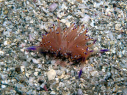 Image of Kynaria cynara (Ev. Marcus & Er. Marcus 1967)