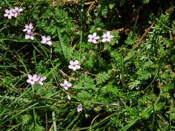 Image of Common Stork's-bill