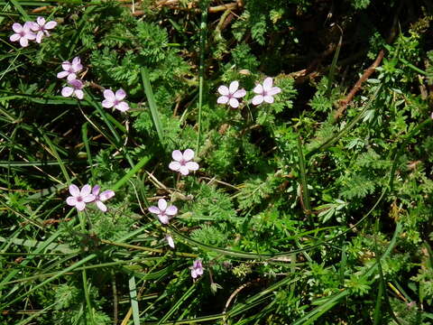 Imagem de Erodium cicutarium (L.) L'Her.