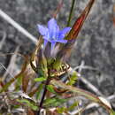 Image of Gentiana scabra Bunge